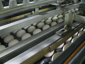 Eggs being washed in processing plant.
